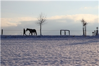 Koník jde sněhem