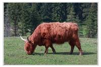 Rakouská kráva