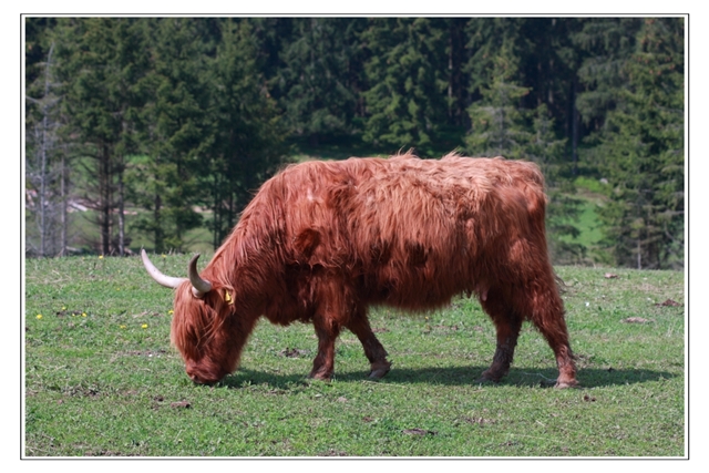 Rakouská kráva